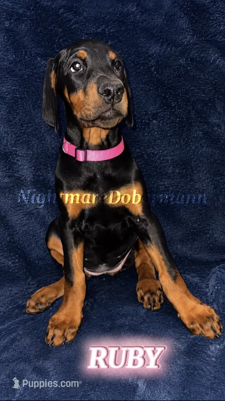 Ruby  – Doberman Pinscher puppy for sale in Madera, CA