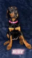 Ruby , a female Doberman Pinscher for sale in Madera, CA – 1 of 3