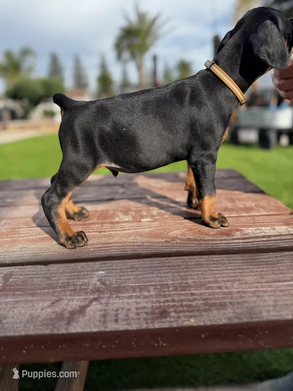 Benz – Doberman Pinscher puppy for sale in Madera, CA