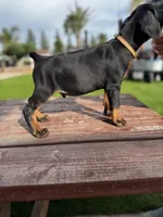 Benz, a male Doberman Pinscher for sale in Madera, CA – Photo 1 of 2