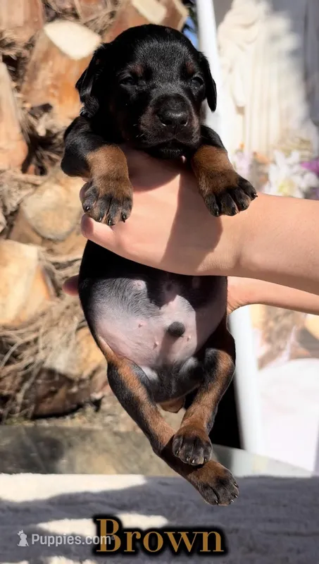 ‼️Black/rust male‼️