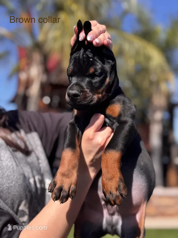 Benz – Doberman Pinscher puppy for sale in Madera, CA