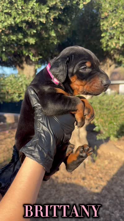 Brittany , a female Doberman Pinscher for sale in Madera, CA – 2 of 3
