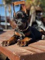 Chanel, a female Doberman Pinscher for sale in Madera, CA – Photo 3 of 5