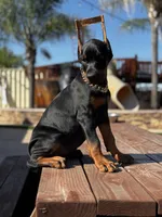Chanel, a female Doberman Pinscher for sale in Madera, CA – Photo 2 of 5