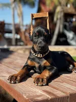 Chanel, a female Doberman Pinscher for sale in Madera, CA – Photo 4 of 5