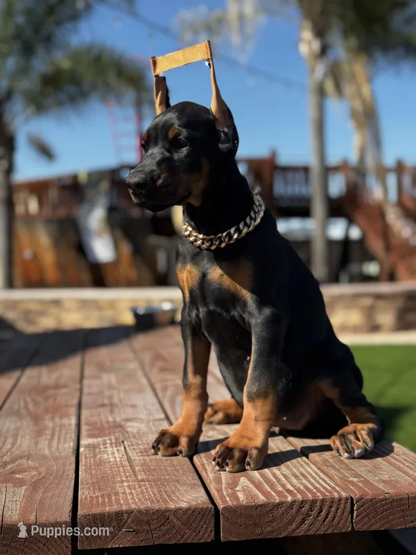 Chanel – Doberman Pinscher puppy for sale in Madera, CA