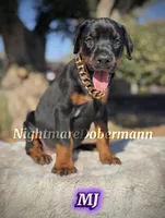 MJ, a female Doberman Pinscher for sale in Madera, CA – 5 of 8