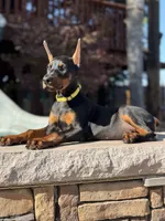 Sindel, a female Doberman Pinscher for sale in Madera, CA – 5 of 5