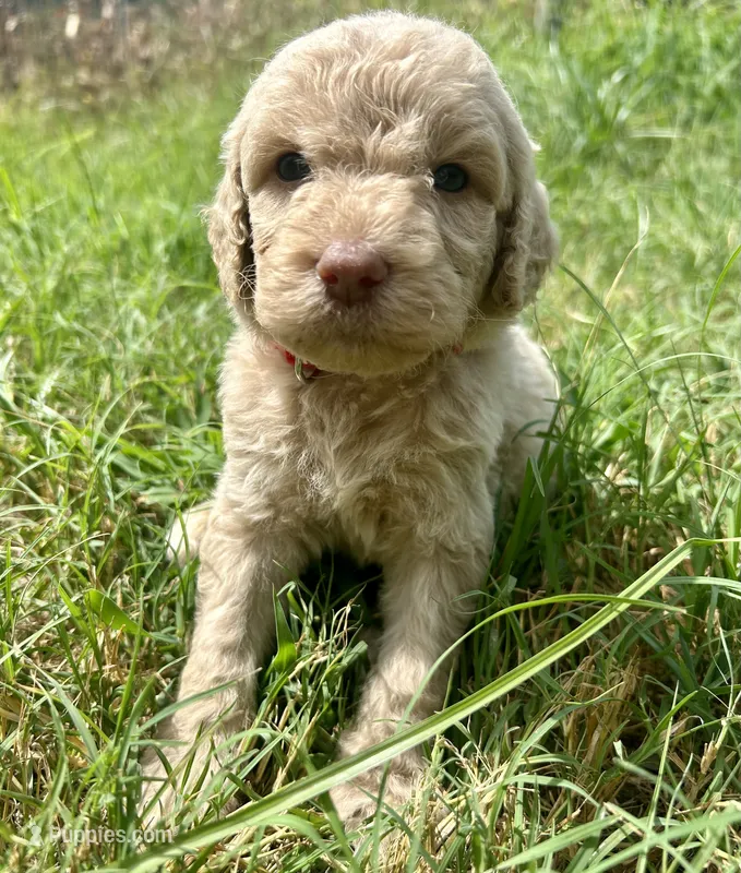 Red Collar Male  – Labradoodle puppy for sale in Statesboro, GA
