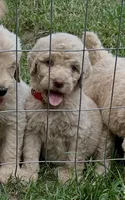 Red Collar Male , a male Labradoodle for sale in Statesboro, GA – 2 of 2
