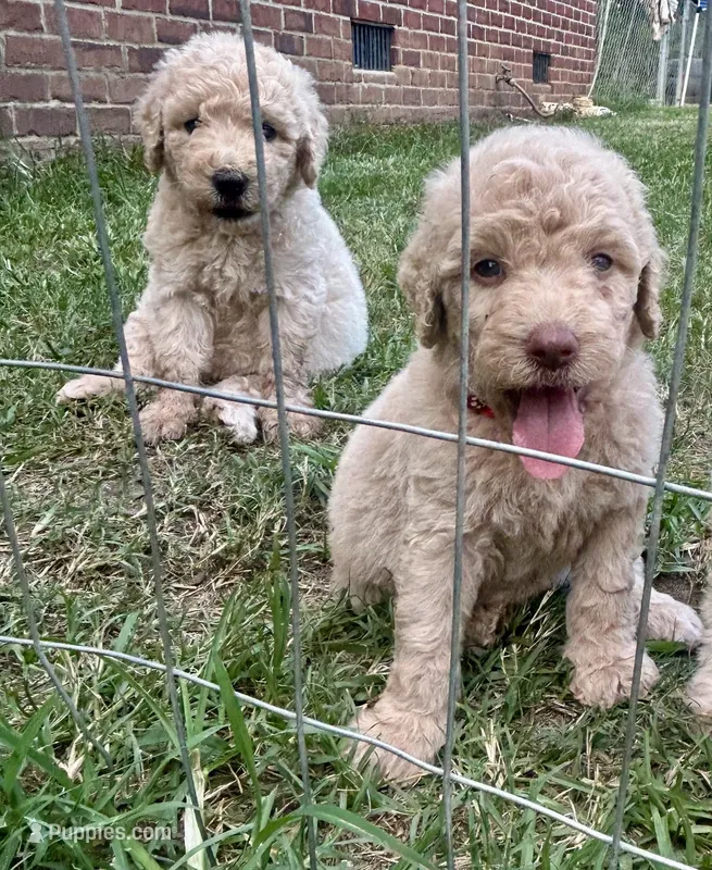 Green collar male  – Labradoodle puppy for sale in Statesboro, GA