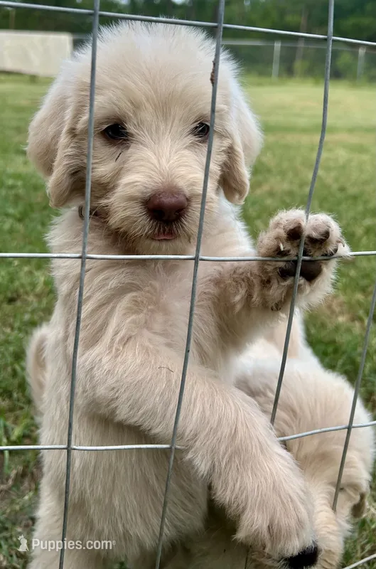 Light purple collar female  – Labradoodle puppy for sale in Statesboro, GA