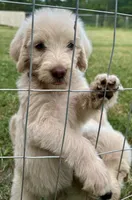 Light purple collar female , a female Labradoodle for sale in Statesboro, GA – 1 of 1