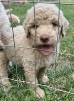 Red Collar Male , a male Labradoodle for sale in Statesboro, GA – 1 of 2