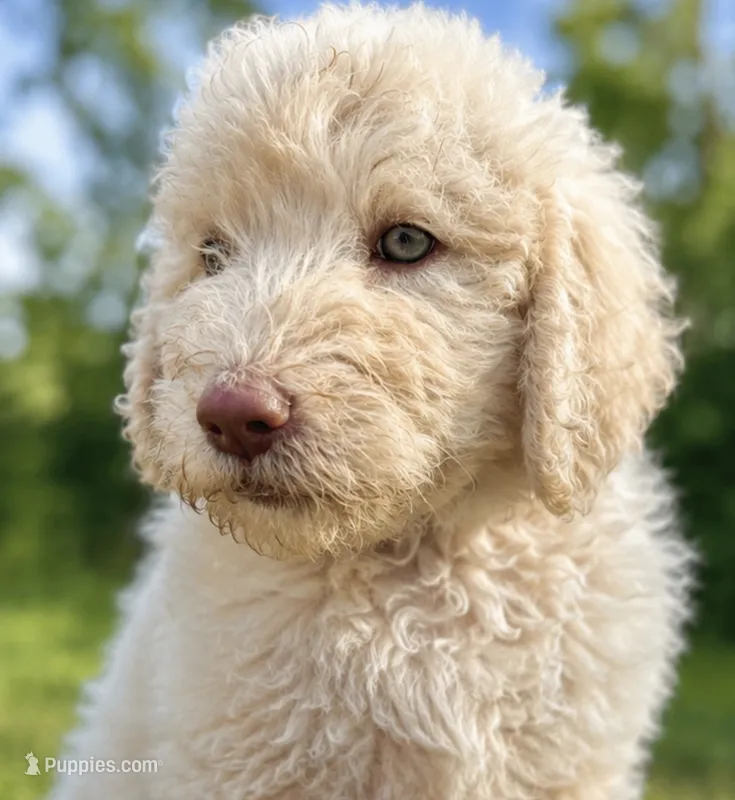 Light pink collar female  – Labradoodle puppy for sale in Statesboro, GA