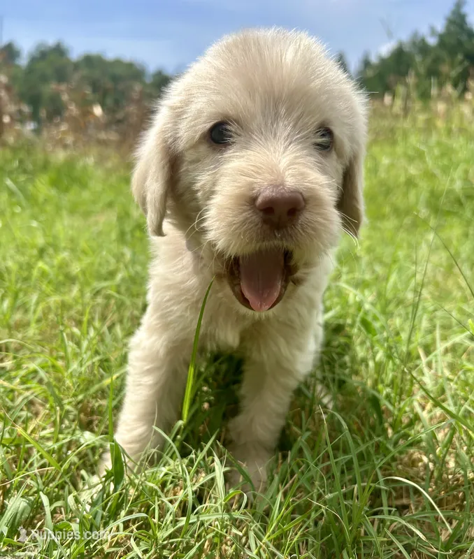 Light purple collar female  – Labradoodle puppy for sale in Statesboro, GA
