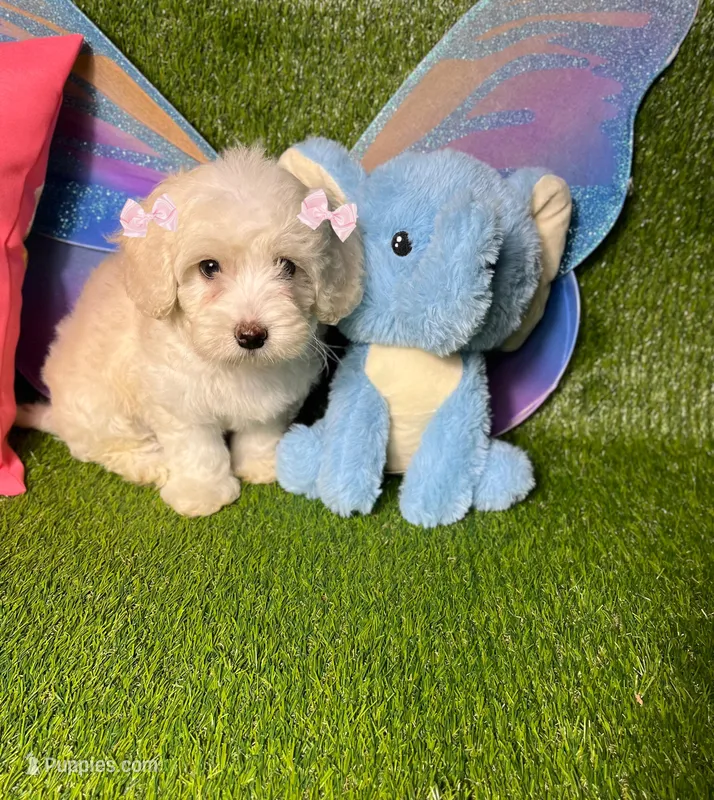 Jade – Maltipoo puppy for sale in Houston, TX