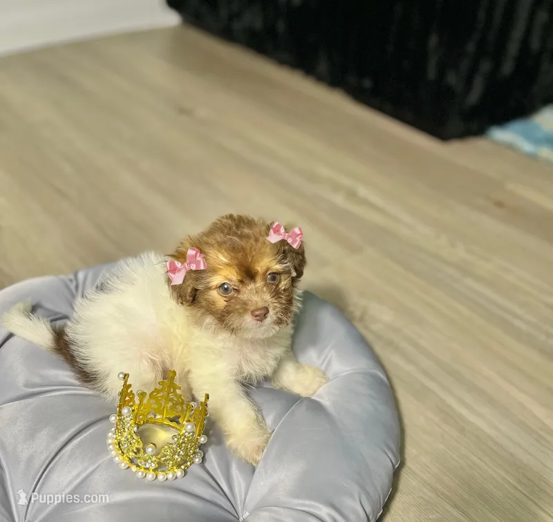 Buttercup – Maltipoo puppy for sale in Houston, TX