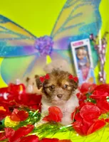 Buttercup, a female Maltipoo for sale in Houston, TX – Photo 3 of 9