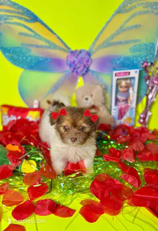 Buttercup – Maltipoo puppy for sale in Houston, TX