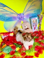 Buttercup, a female Maltipoo for sale in Houston, TX – Photo 4 of 9