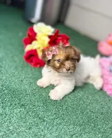 Buttercup, a female Maltipoo for sale in Houston, TX – Photo 8 of 9