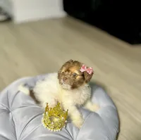 Buttercup, a female Maltipoo for sale in Houston, TX – Photo 7 of 9