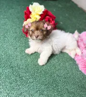 Buttercup, a female Maltipoo for sale in Houston, TX – Photo 9 of 9