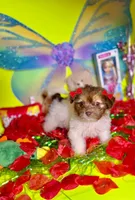 Buttercup, a female Maltipoo for sale in Houston, TX – Photo 2 of 9