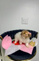 Buttercup, a female Maltipoo for sale in Houston, TX – Photo 6 of 9