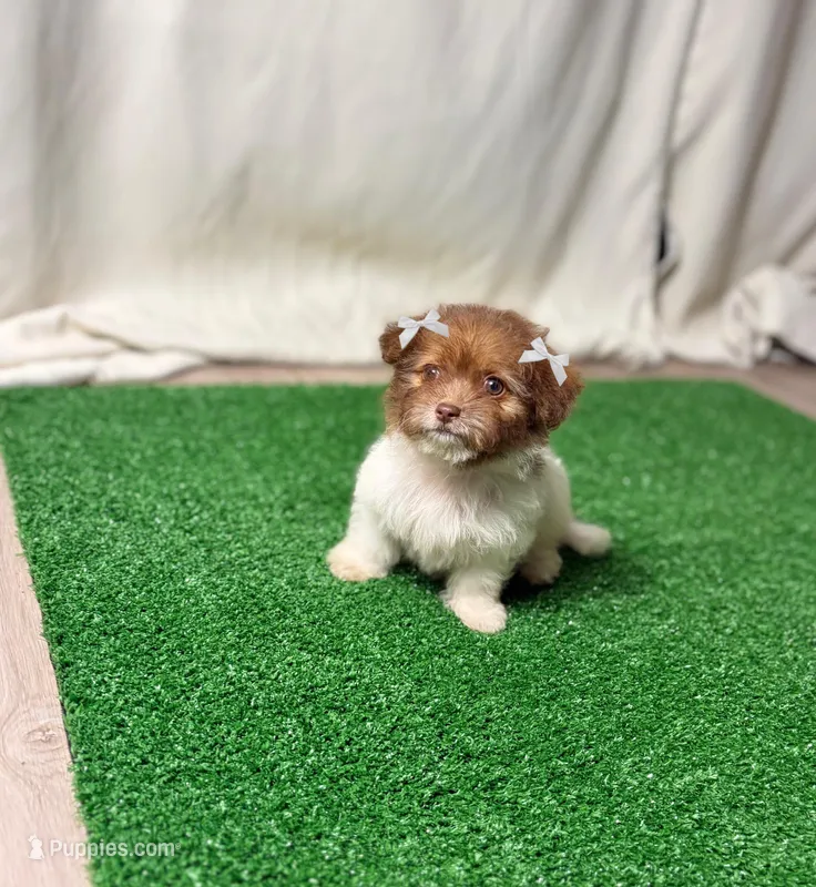 Buttercup – Maltipoo puppy for sale in Houston, TX