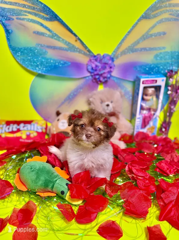 Buttercup – Maltipoo puppy for sale in Houston, TX