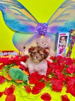 Buttercup, a female Maltipoo for sale in Houston, TX – Photo 1 of 9