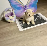 Halo, a female Maltipoo for sale in Houston, TX – Photo 3 of 4