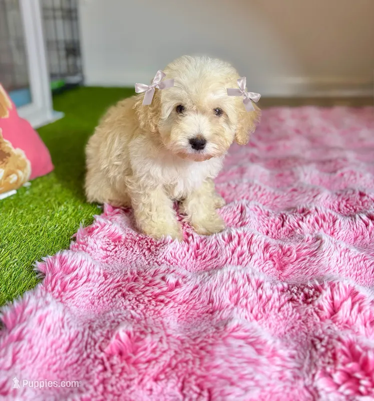 Halo – Maltipoo puppy for sale in Houston, TX