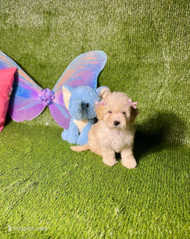 Halo – Maltipoo puppy for sale in Houston, TX
