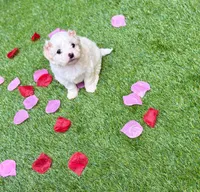 Jasmin, a female Maltipoo for sale in Houston, TX – Photo 2 of 6