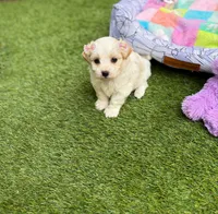 Jade, a female Maltipoo for sale in Houston, TX – Photo 4 of 6