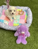 Jasmin, a female Maltipoo for sale in Houston, TX – Photo 5 of 6