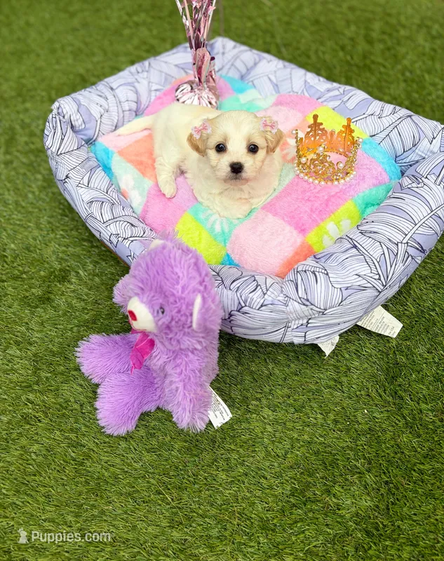 Jade – Maltipoo puppy for sale in Houston, TX