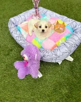 Jade, a female Maltipoo for sale in Houston, TX – Photo 1 of 6