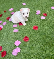 Jasmin, a female Maltipoo for sale in Houston, TX – Photo 6 of 6