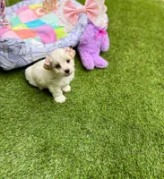 Jade, a female Maltipoo for sale in Houston, TX – Photo 5 of 6