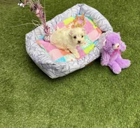 Jasmin, a female Maltipoo for sale in Houston, TX – Photo 3 of 6