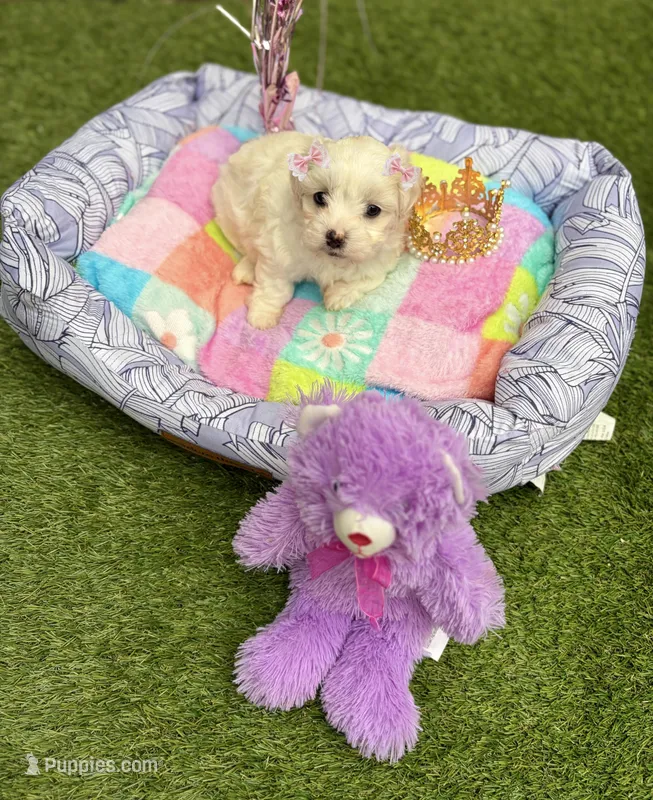 Jasmin – Maltipoo puppy for sale in Houston, TX