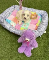 Jasmin, a female Maltipoo for sale in Houston, TX – Photo 1 of 6