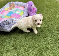 Jasmin, a female Maltipoo for sale in Houston, TX – Photo 4 of 6
