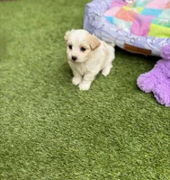 Jade, a female Maltipoo for sale in Houston, TX – Photo 6 of 6