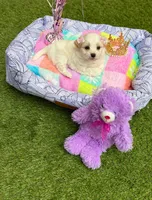 Jade, a female Maltipoo for sale in Houston, TX – Photo 2 of 6